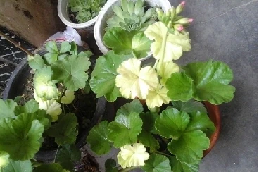 花卉葉子常見問題盤點!黃葉、萎蔫、焦邊、落葉……原因總結!