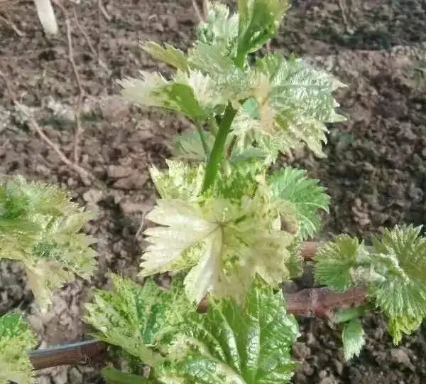 花卉葉子常見問題盤點!黃葉、萎蔫、焦邊、落葉……原因總結!