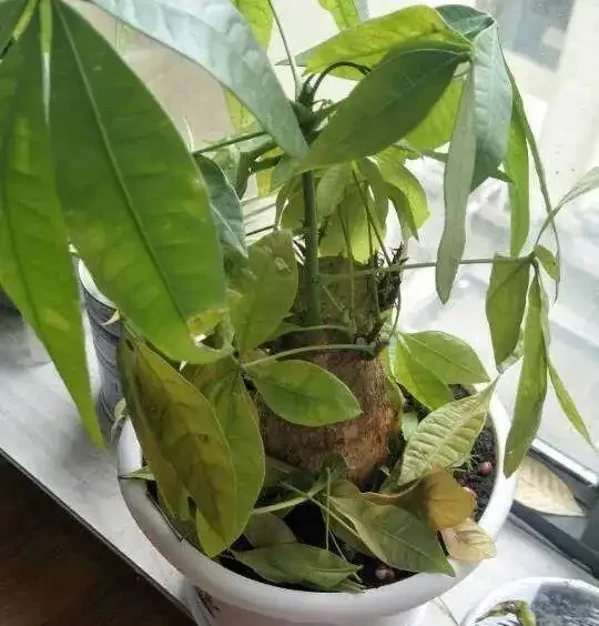 花卉葉子常見問題盤點!黃葉、萎蔫、焦邊、落葉……原因總結!