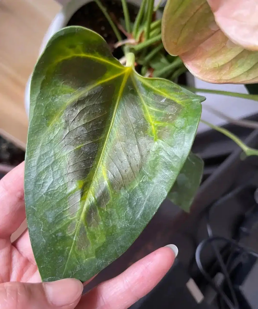 花卉葉子常見問題盤點!黃葉、萎蔫、焦邊、落葉……原因總結!