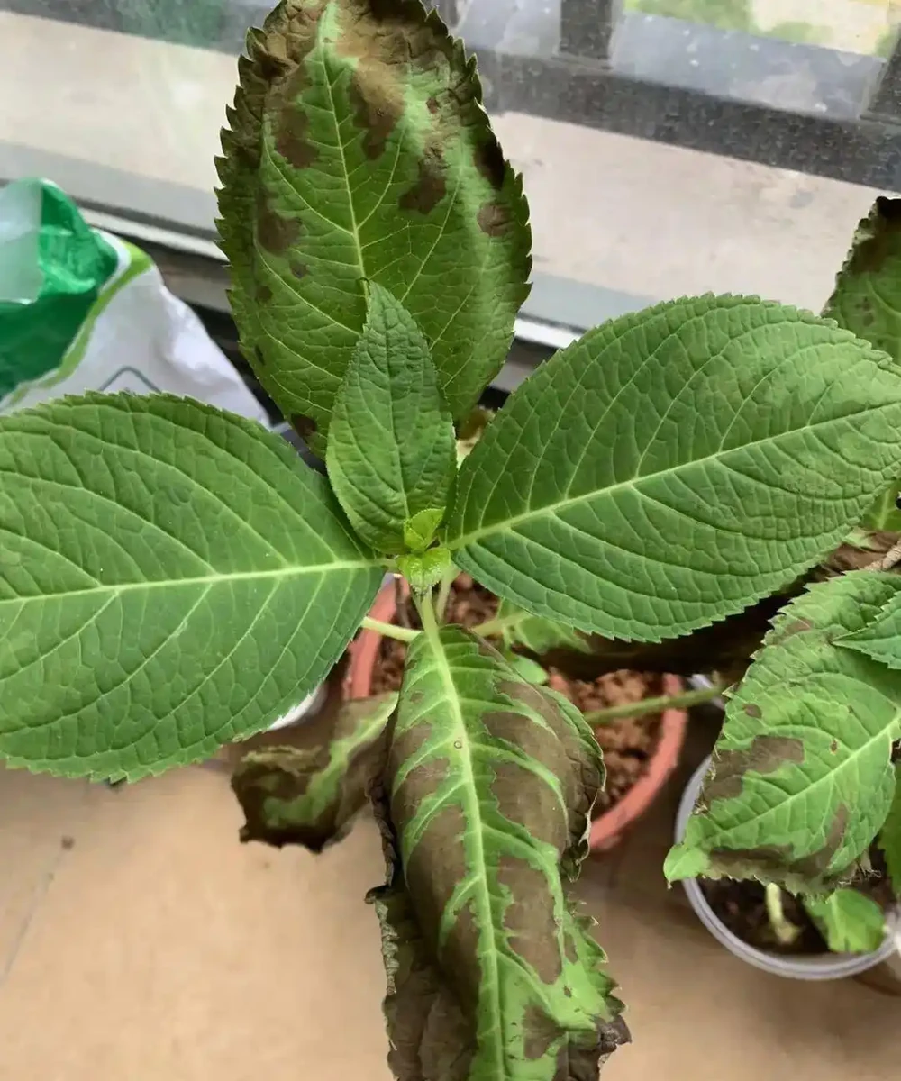 花卉葉子常見問題盤點!黃葉、萎蔫、焦邊、落葉……原因總結!