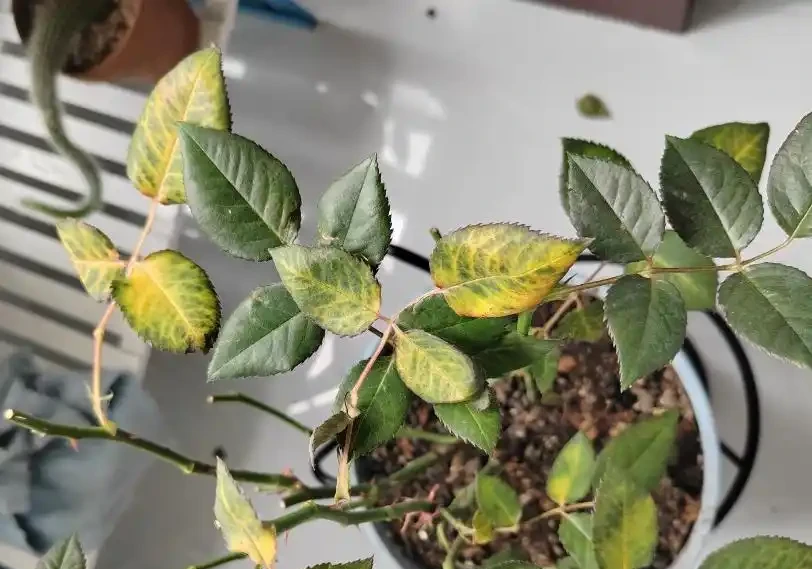 花卉葉子常見問題盤點!黃葉、萎蔫、焦邊、落葉……原因總結!