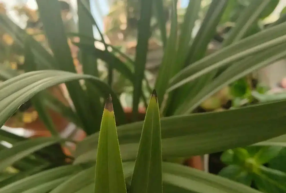 花卉葉子常見問題盤點!黃葉、萎蔫、焦邊、落葉……原因總結!