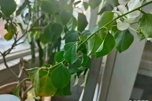 花卉葉子常見問題盤點！黃葉、萎蔫、焦邊、落葉……原因總結！
