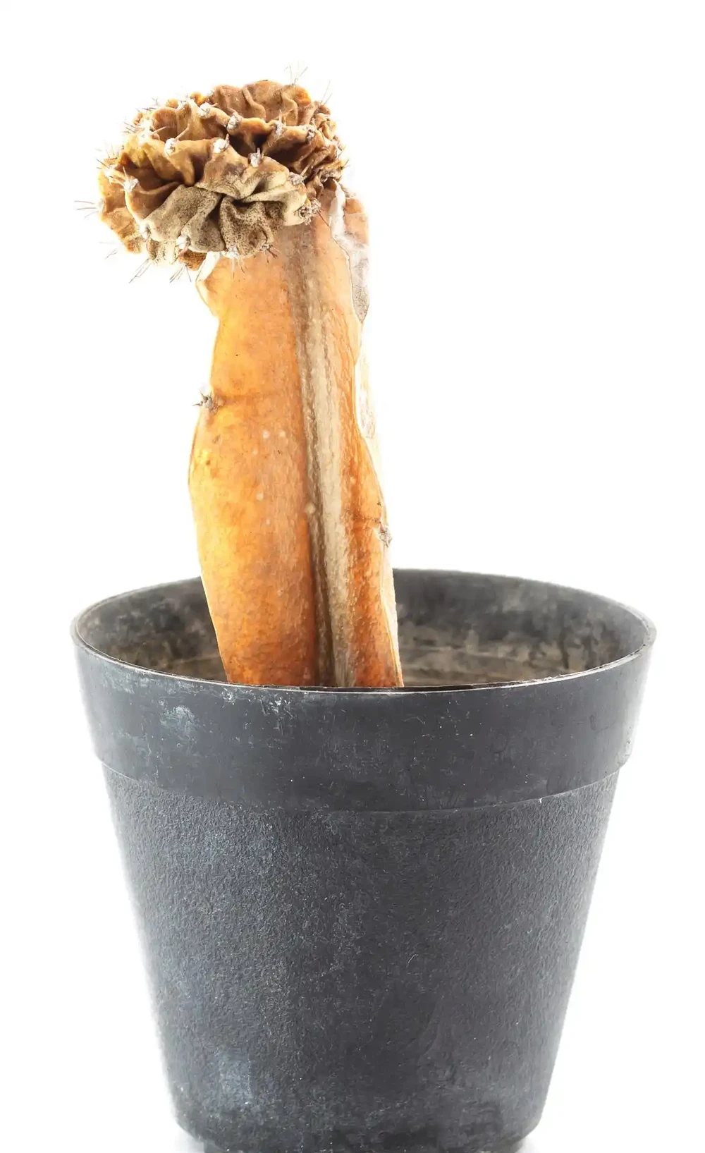 仙人掌多久澆一次？掌握澆水技巧，讓你的仙人掌重新煥發光彩！