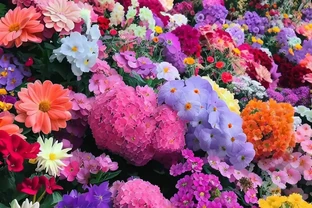 一年四季都開的花：不一樣的美麗