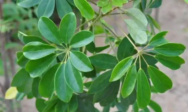 鵝掌藤怎樣才能滿盆，幾個要點不可或缺