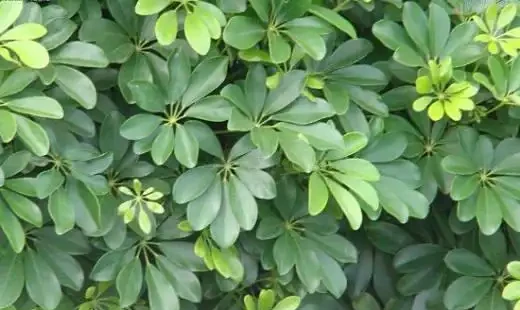 鵝掌藤怎樣才能滿盆，幾個要點不可或缺