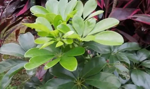 鵝掌藤怎樣才能滿盆，幾個要點不可或缺