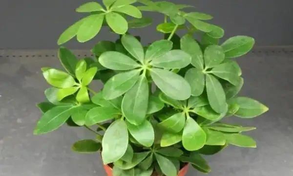 鵝掌藤怎樣才能滿盆，幾個要點不可或缺