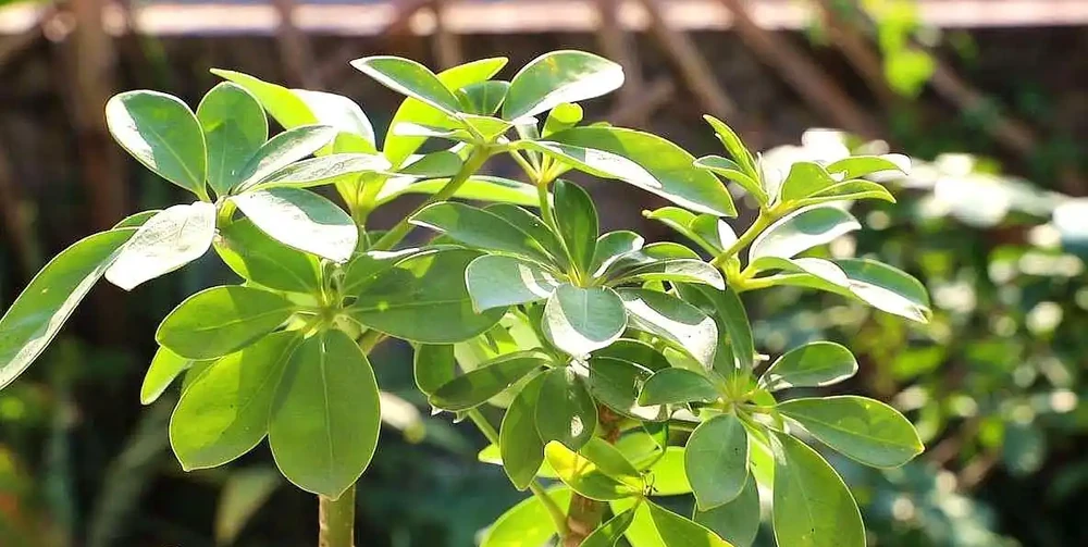 鵝掌藤怎樣才能滿盆，幾個要點不可或缺