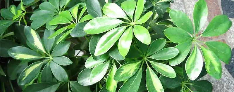 鵝掌藤怎樣才能滿盆，幾個要點不可或缺