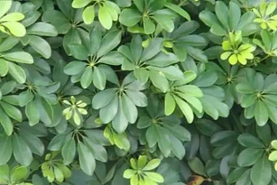 鵝掌藤怎樣才能滿盆，幾個要點不可或缺