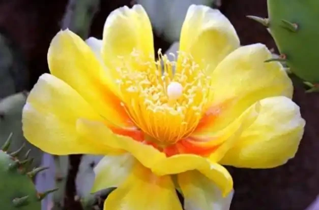 這3種「吸菸花」,簡直就是二手菸的「剋星」,家裡多養幾盆吧!