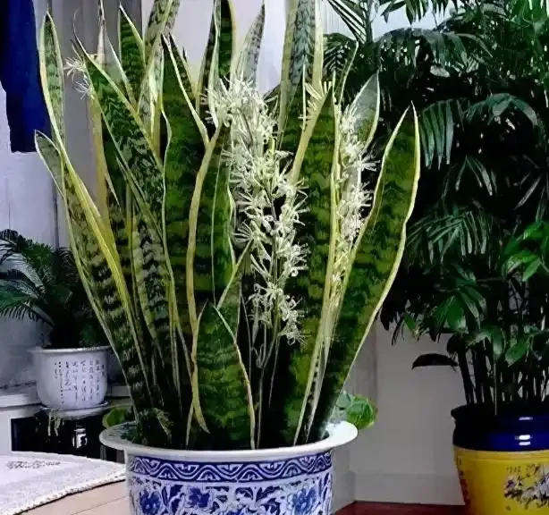 這3種「吸菸花」,簡直就是二手菸的「剋星」,家裡多養幾盆吧!