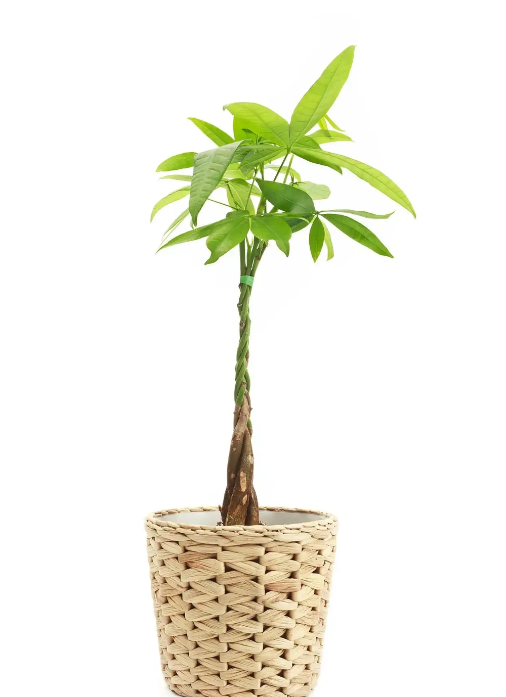 發財樹施肥正確方法,讓你的發財樹茁壯成長