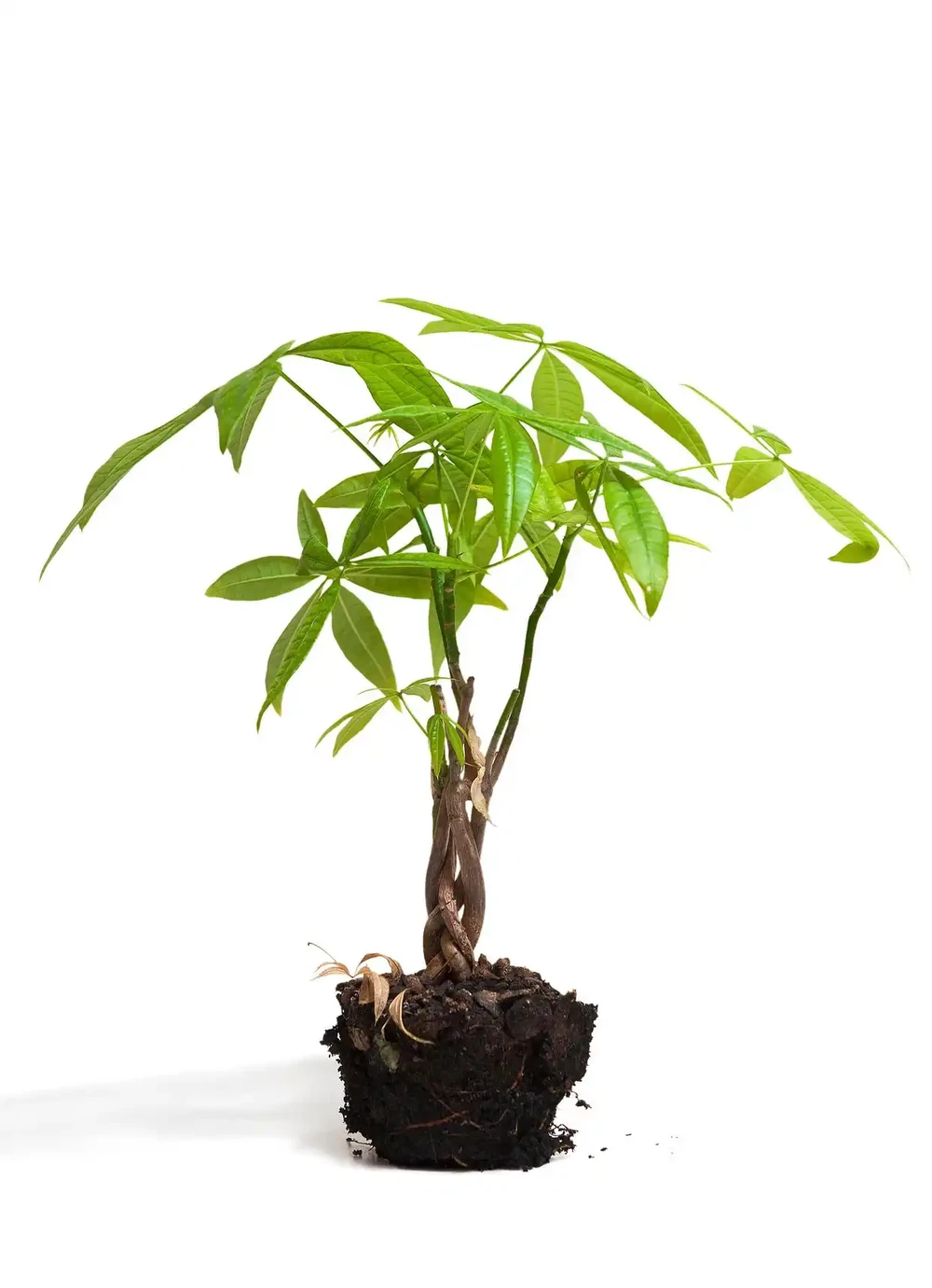 發財樹施肥正確方法,讓你的發財樹茁壯成長