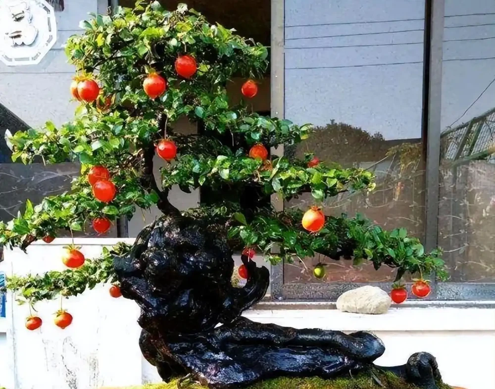 家裡養「金彈子」,做盆景很好看,來看看