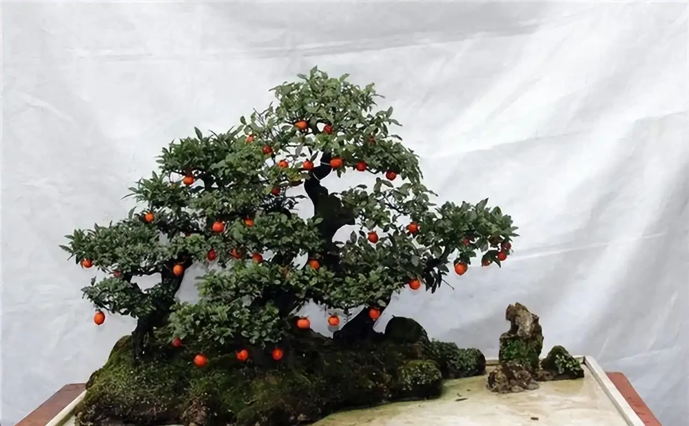 家裡養「金彈子」,做盆景很好看,來看看