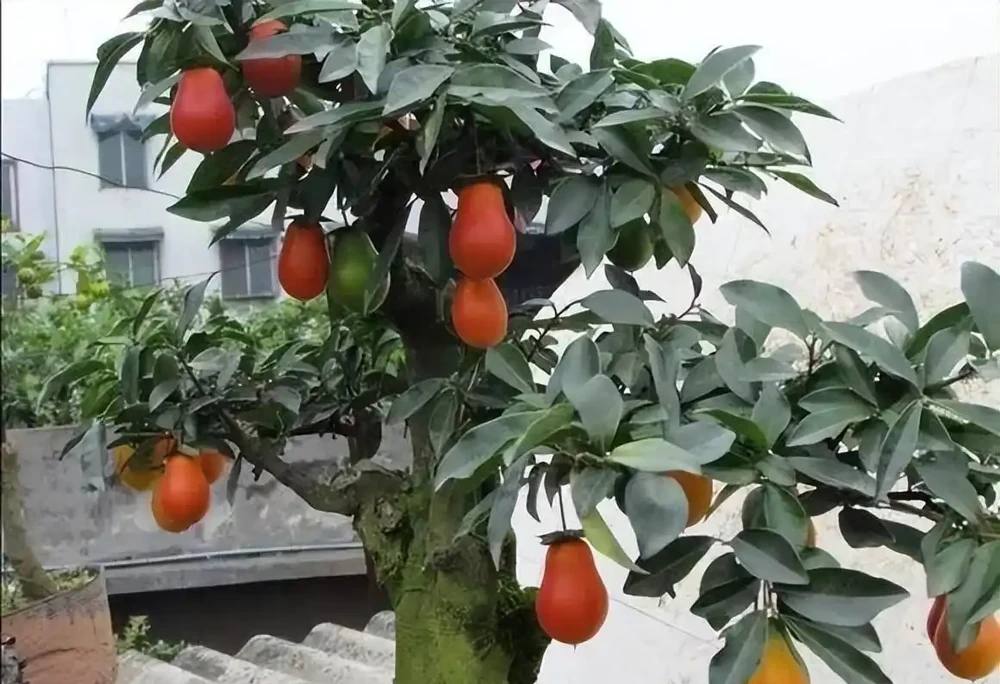 家裡養「金彈子」,做盆景很好看,來看看