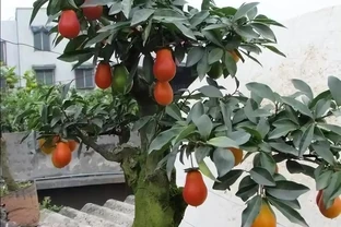 家裡養「金彈子」，做盆景很好看，來看看