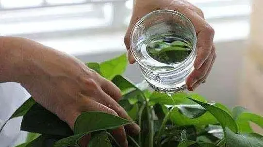 4種不花錢的小玩意,扔花盆裡面當肥料,養啥都旺,省錢又實用!