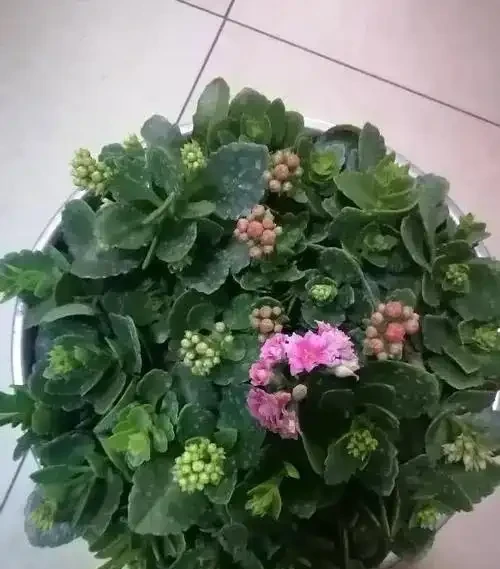 4種不花錢的小玩意,扔花盆裡面當肥料,養啥都旺,省錢又實用!