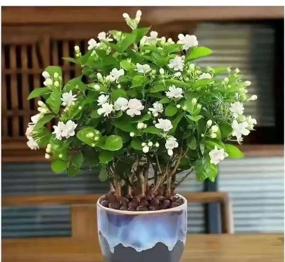 4種不花錢的小玩意,扔花盆裡面當肥料,養啥都旺,省錢又實用!