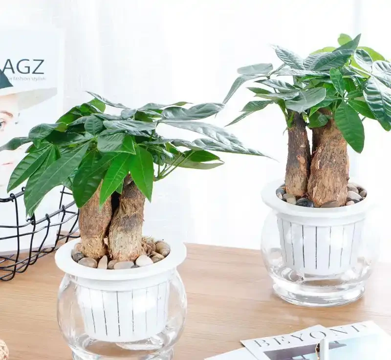 讓你秒懂:發財樹土養如何成功轉型為水耕!