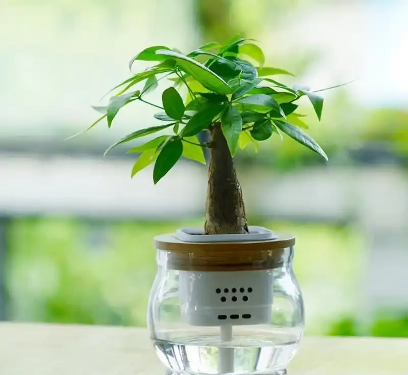 讓你秒懂:發財樹土養如何成功轉型為水耕!