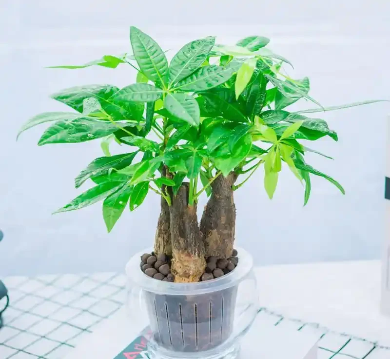 讓你秒懂:發財樹土養如何成功轉型為水耕!