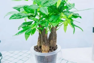 讓你秒懂：發財樹土養如何成功轉型為水耕！