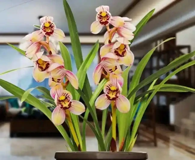 臥室必養「3種花」,淨化空氣「促睡眠」,一覺睡到天亮!