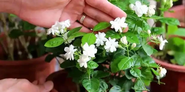 臥室必養「3種花」,淨化空氣「促睡眠」,一覺睡到天亮!