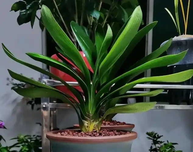 臥室必養「3種花」,淨化空氣「促睡眠」,一覺睡到天亮!