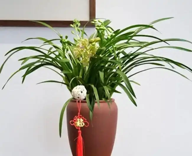 臥室必養「3種花」,淨化空氣「促睡眠」,一覺睡到天亮!