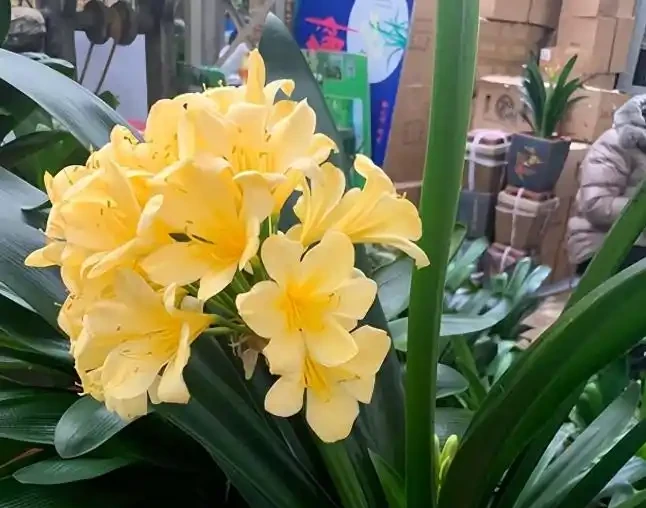 臥室必養「3種花」,淨化空氣「促睡眠」,一覺睡到天亮!