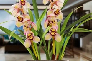 臥室必養「3種花」，淨化空氣「促睡眠」，一覺睡到天亮！