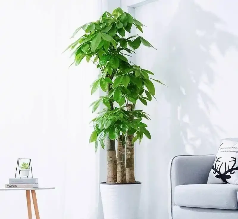 發財樹有3個「愛好」，記住了，養好它很簡單，枝葉常綠生機盎然