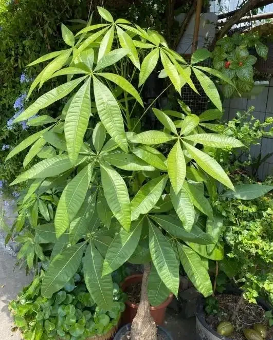 發財樹有3個「愛好」，記住了，養好它很簡單，枝葉常綠生機盎然