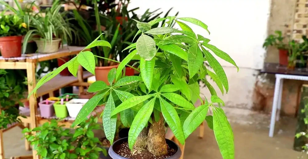 發財樹有3個「愛好」，記住了，養好它很簡單，枝葉常綠生機盎然