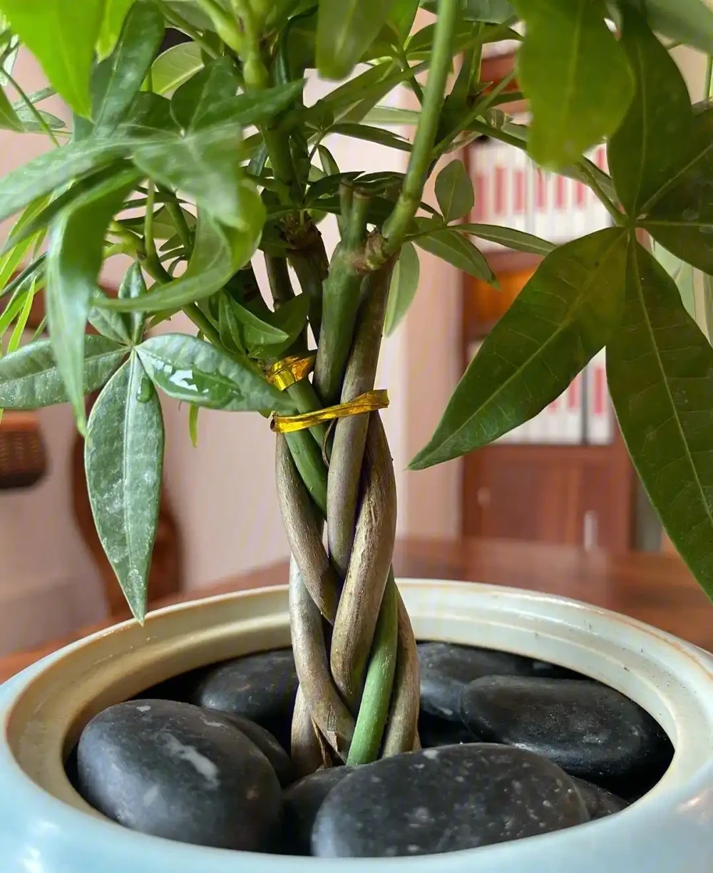 發財樹有3個「愛好」，記住了，養好它很簡單，枝葉常綠生機盎然