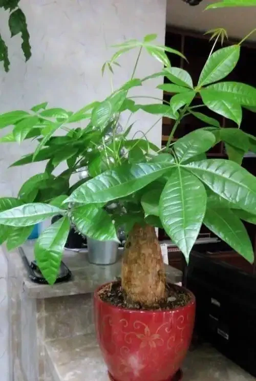 發財樹有3個「愛好」，記住了，養好它很簡單，枝葉常綠生機盎然