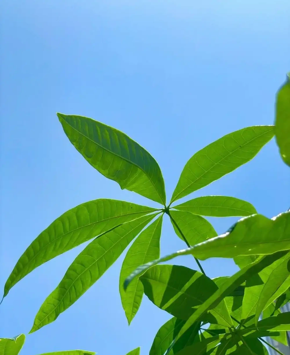 發財樹有3個「愛好」，記住了，養好它很簡單，枝葉常綠生機盎然