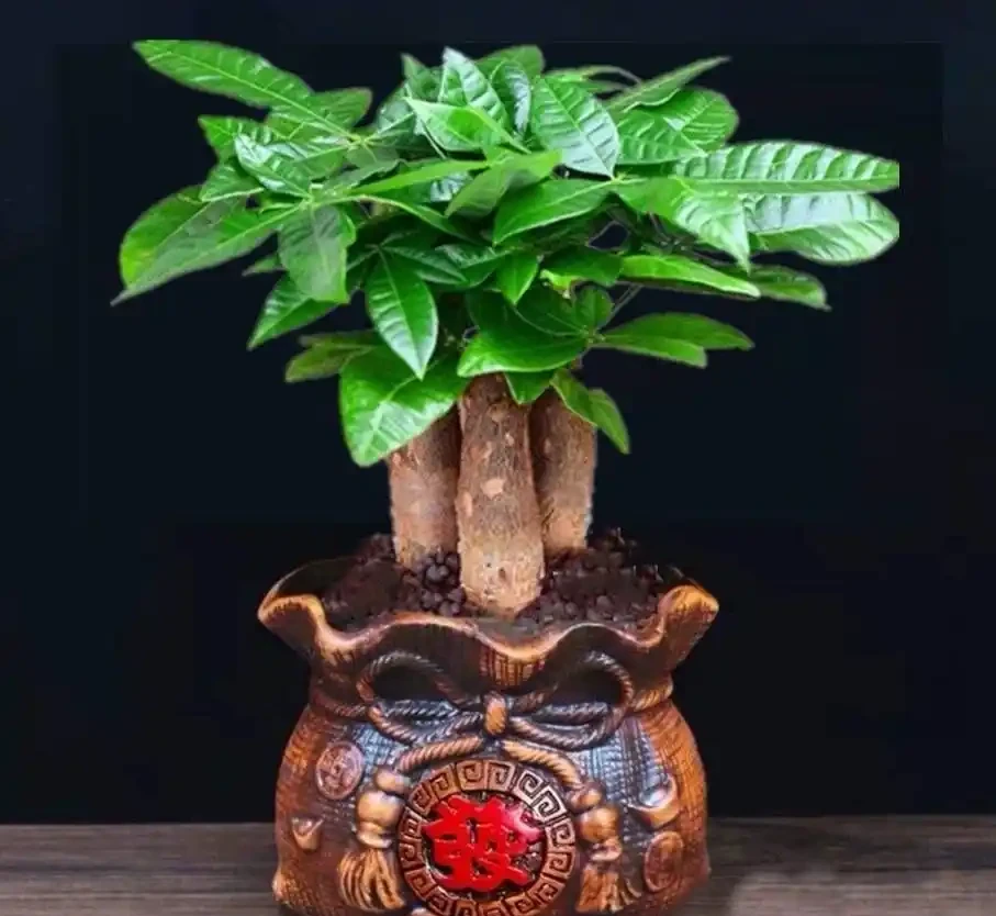 發財樹有3個「愛好」，記住了，養好它很簡單，枝葉常綠生機盎然
