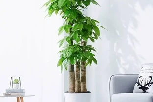 發財樹有3個「愛好」，記住了，養好它很簡單，枝葉常綠生機盎然
