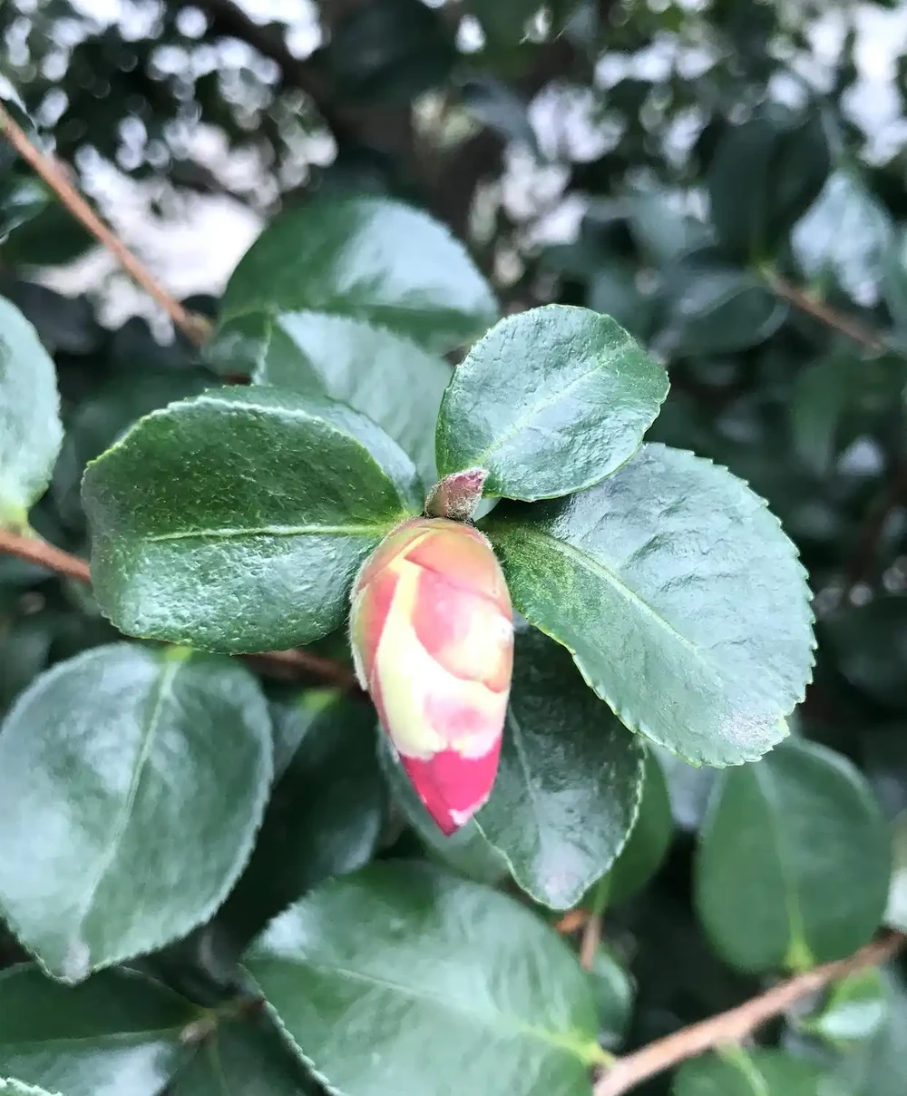 茶花葉子一碰就掉怎麼補救