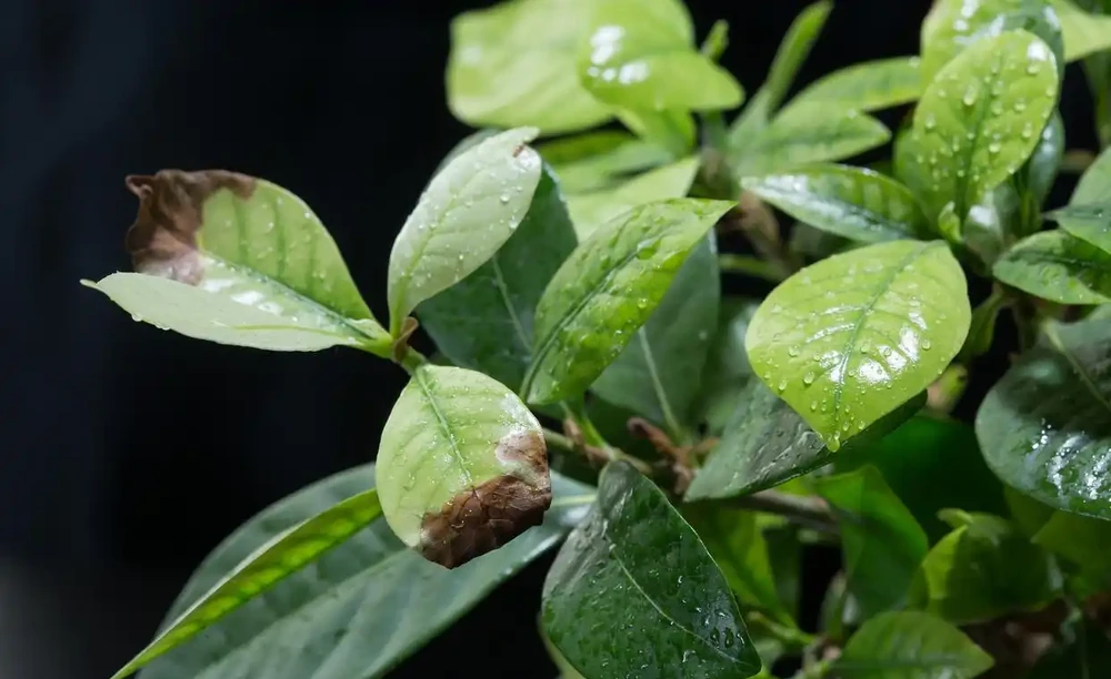 茶花葉子一碰就掉怎麼補救
