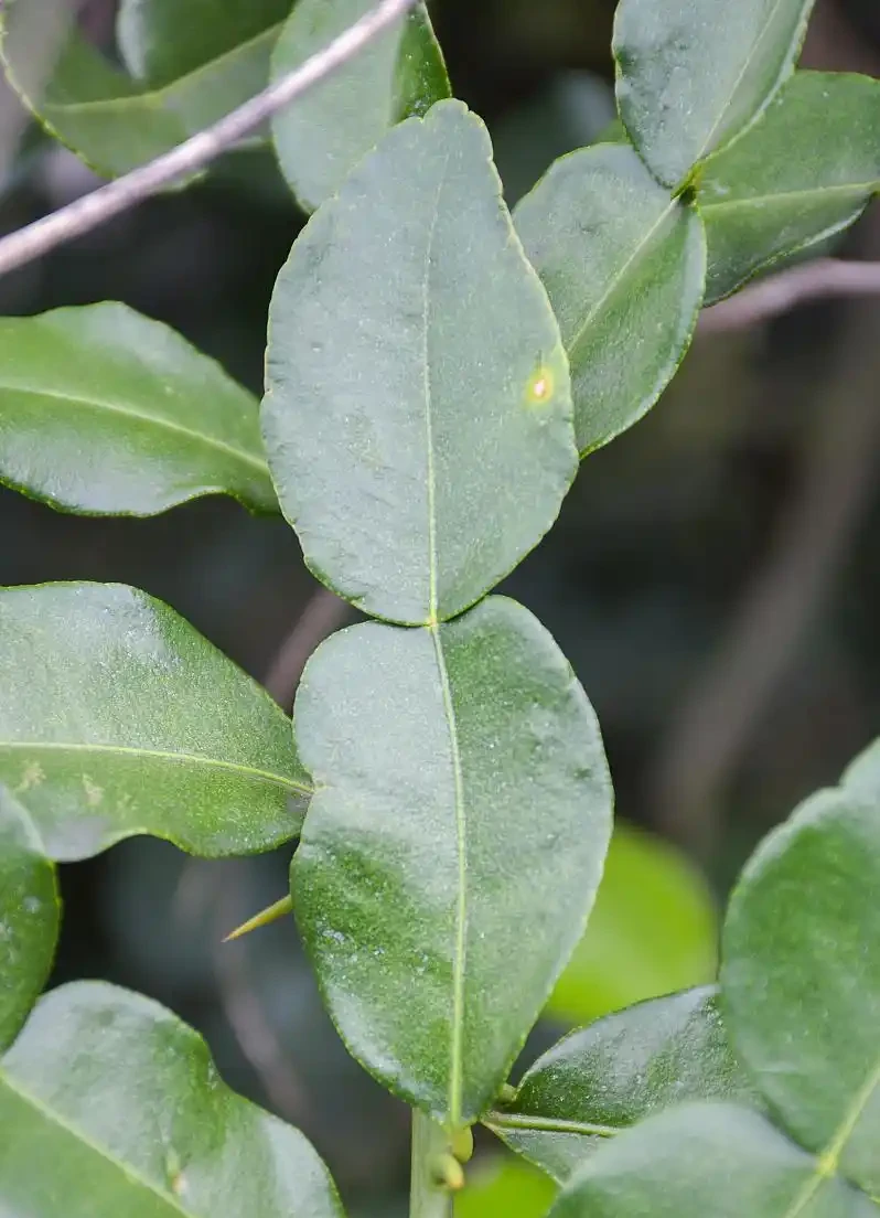 茶花葉子一碰就掉怎麼補救