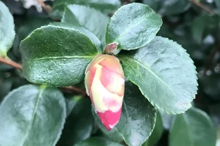 茶花葉子一碰就掉怎麼補救